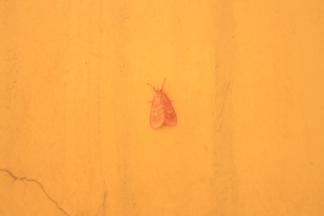 moth, yongfeng